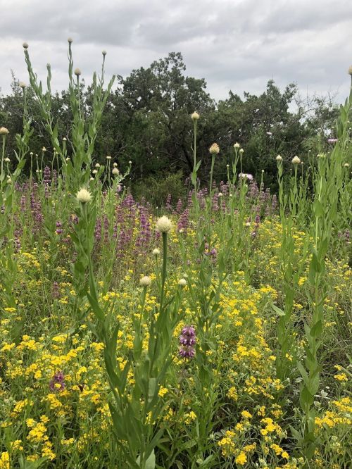 A vibrant field of wildflowers with yellow and purple blooms, surrounded by green foliage under a cloudy sky.