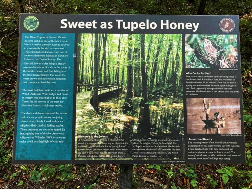 Sign about Tupelo Honey, featuring a swamp landscape, wildlife, and information on the area's ecology and attractions.