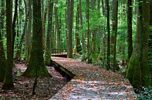 A winding wooden path through a lush green forest, surrounded by tall trees and scattered autumn leaves.