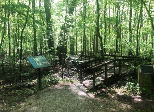 A serene forest scene with a wooden bridge, surrounded by lush green trees and a signpost on a sunny day.