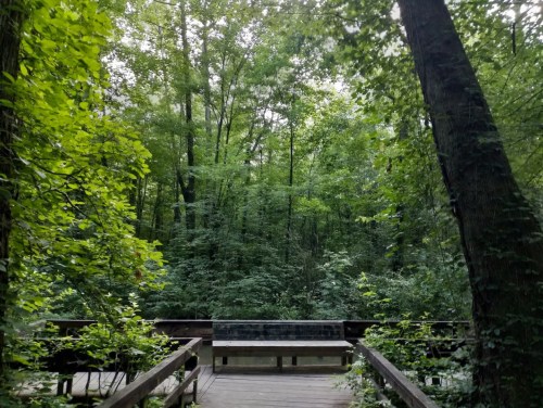 A wooden platform surrounded by lush green trees and dense foliage in a tranquil forest setting.