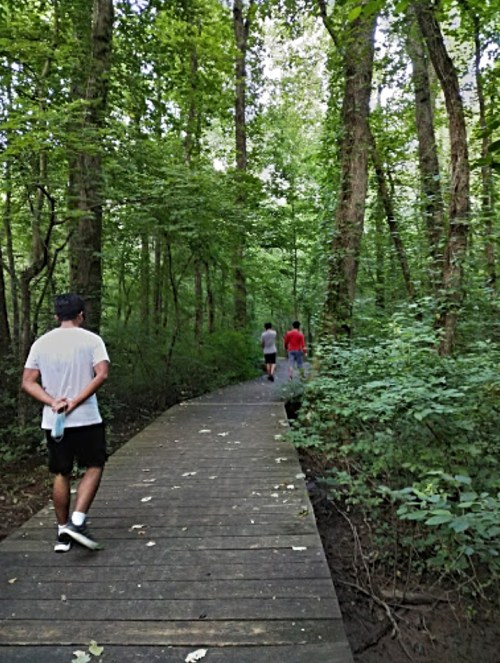 Three people walking on a wooden path through a lush green forest.