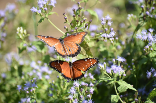 Two orange butterflies with black and white spots resting on purple flowers in a lush green garden.