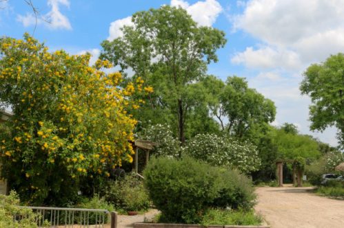 A scenic view of a pathway lined with vibrant yellow flowers and lush green trees under a partly cloudy sky.