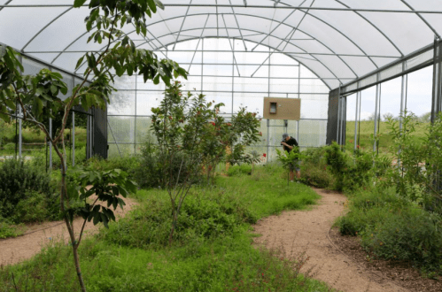 A person tending to plants inside a greenhouse filled with greenery and pathways.