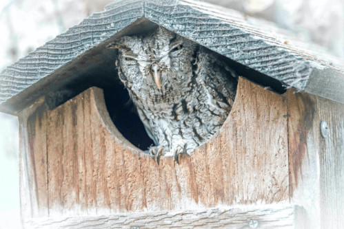 An owl peeks out from a wooden birdhouse, blending in with its surroundings.
