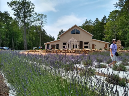A person walks through a lavender field in front of a large building surrounded by trees.
