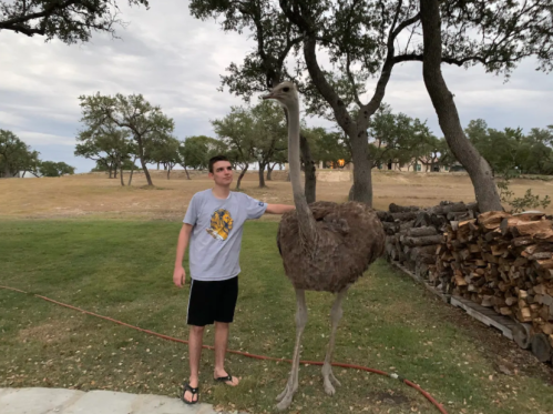 A person stands next to a tall ostrich in a grassy area with trees and stacked firewood in the background.