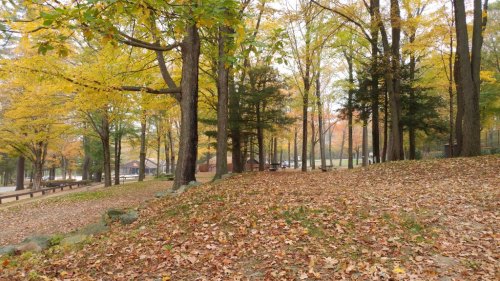 A serene forest scene with colorful autumn leaves covering the ground and trees in vibrant fall colors.