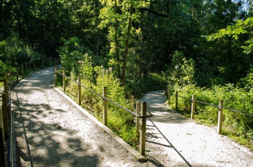 A serene forest path splits into two, surrounded by lush greenery and sunlight filtering through the trees.
