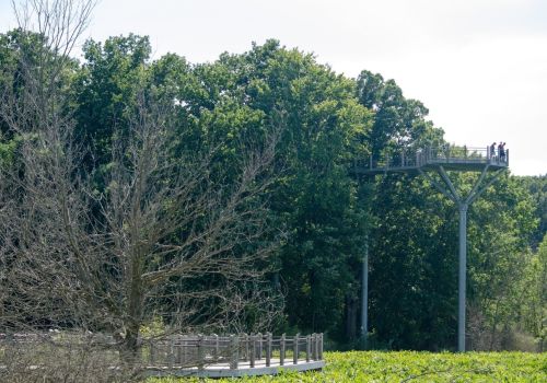 A wooden observation deck overlooks lush green trees, with visitors standing on it, surrounded by nature.