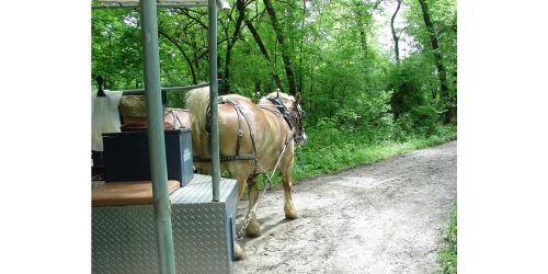A horse pulling a cart along a dirt path in a lush green forest.