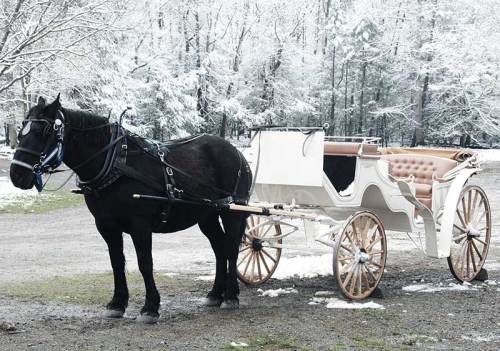 A black horse stands beside a white carriage in a snowy landscape, surrounded by trees.