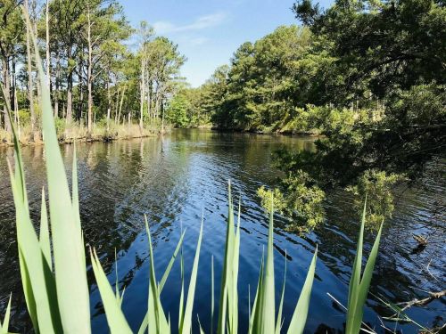 A serene pond surrounded by lush greenery and tall grasses under a clear blue sky.