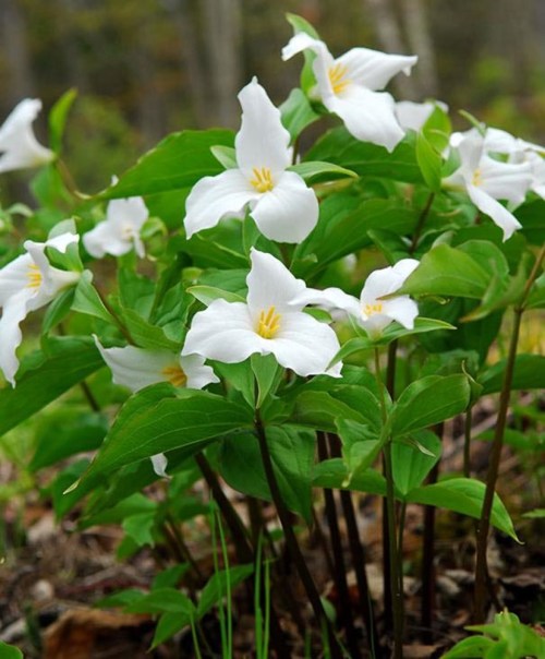 A cluster of white trillium flowers surrounded by green leaves in a natural setting.