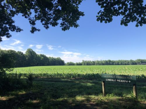 A sunny landscape featuring a green field and trees, with a sign for "Lindale Meadow" in the foreground.