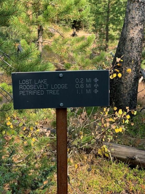 Signpost indicating directions and distances to Lost Lake (0.2 mi), Roosevelt Lodge (0.6 mi), and Petrified Tree (1.1 mi).