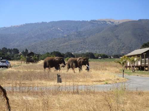 Three elephants walking through a grassy area with mountains in the background and a building nearby.