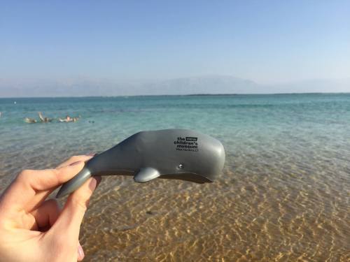 A hand holds a gray whale toy against a clear blue sea and sandy shore in the background.