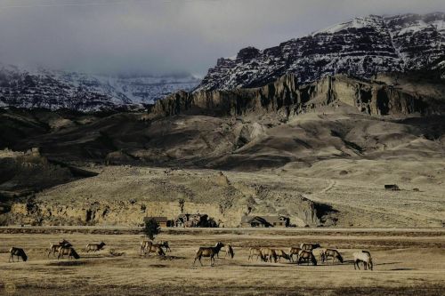 A herd of horses grazes in a vast, rugged landscape with mountains and a cloudy sky in the background.