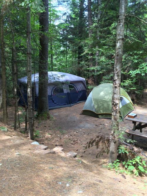 Two tents set up in a wooded campsite, surrounded by tall trees and a forest floor covered in pine needles.