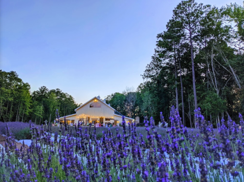 A white barn surrounded by blooming lavender fields under a clear blue sky. Trees line the background.