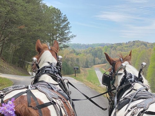 View from behind two horses in harness, walking down a scenic road lined with trees and rolling hills in the distance.