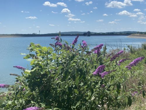 A vibrant bush of purple flowers by a calm lake under a blue sky with fluffy clouds and distant hills.