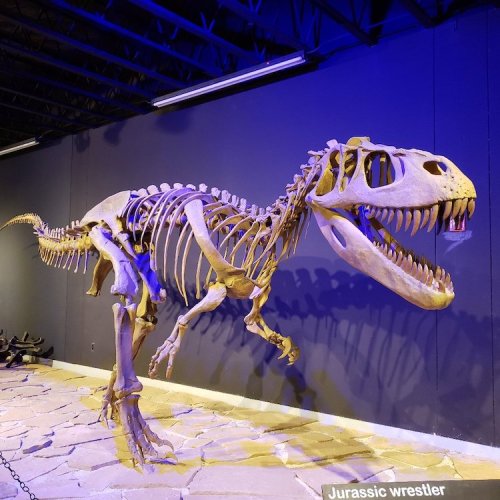 A T. rex skeleton displayed in a museum, showcasing its large skull and powerful limbs against a dark background.