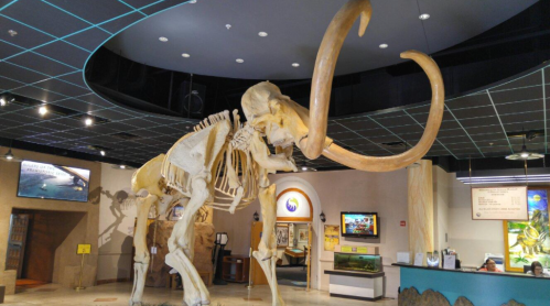 A large mammoth skeleton displayed in a museum, showcasing its impressive tusks and structure.