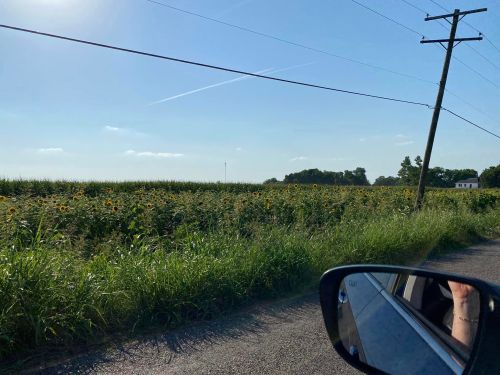 A sunny field of sunflowers beside a road, with a car mirror reflecting the scene and power lines in the background.