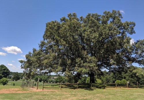 A large, leafy tree stands in a grassy field under a clear blue sky, with a wooden fence in the background.
