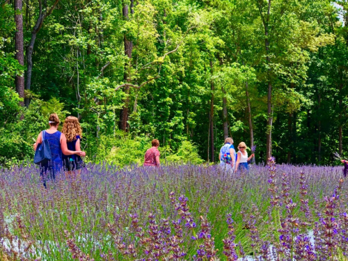 A group of people walking through a vibrant lavender field surrounded by lush green trees.