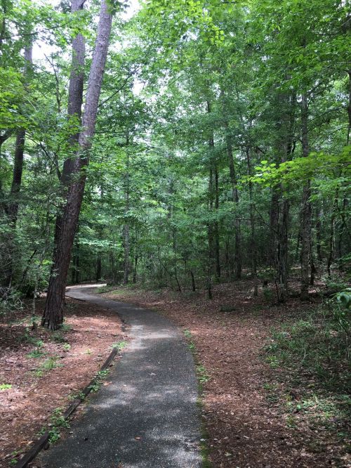 A winding path through a lush green forest, surrounded by tall trees and scattered leaves on the ground.