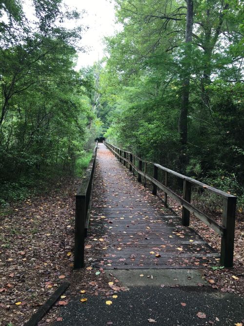 A wooden walkway through a lush, green forest, lined with trees and scattered leaves on the ground.