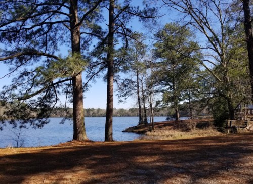 A serene lakeside view with tall trees and a clear blue sky, reflecting calm waters and a peaceful shoreline.