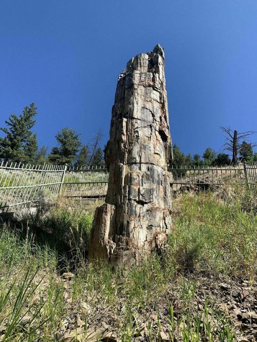 A tall, weathered tree stump stands on a grassy slope, surrounded by a fence and trees under a clear blue sky.