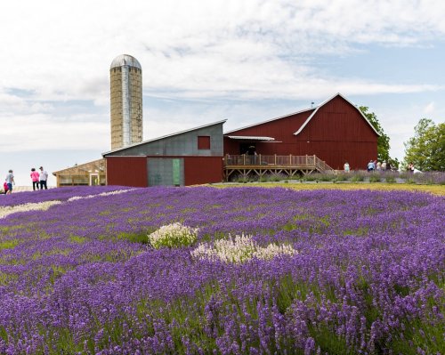 A vibrant lavender field in front of a red barn and silo, with visitors walking along a path under a cloudy sky.