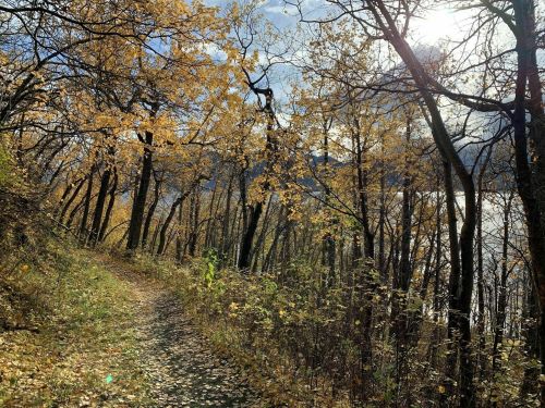 A sunlit path through a forest of autumn trees with golden leaves, leading to a serene body of water in the distance.