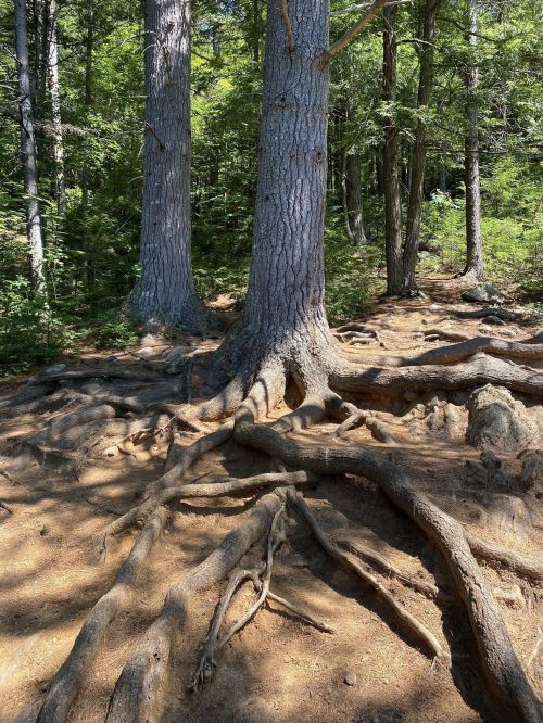 Two tall trees with exposed roots in a lush, green forest setting. Sunlight filters through the leaves.