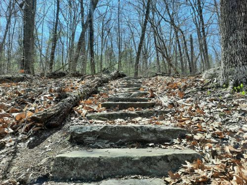 Stone steps lead up a wooded path, surrounded by bare trees and scattered autumn leaves under a clear blue sky.