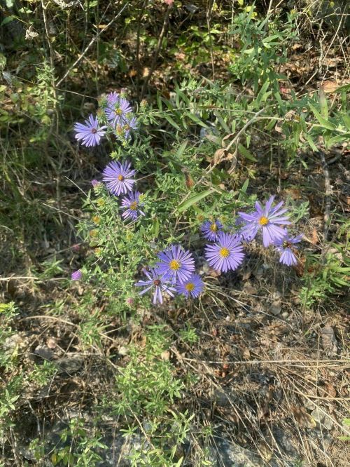 A cluster of purple wildflowers surrounded by green foliage and dry grass in a natural setting.