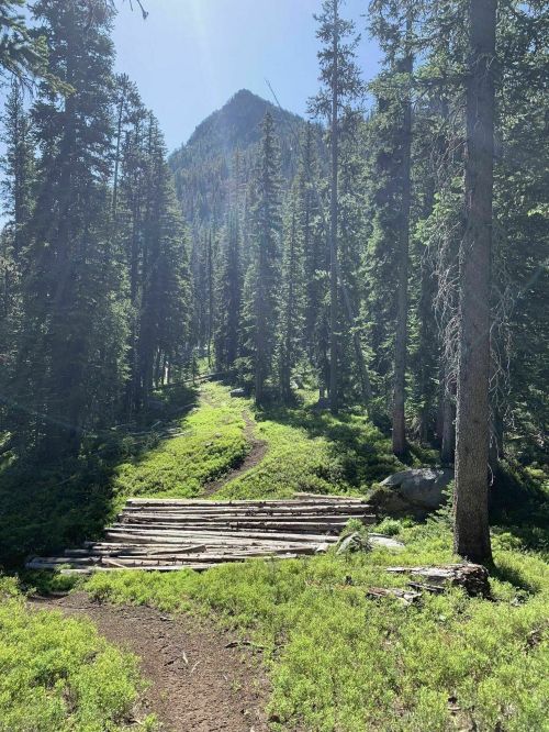 A sunlit forest path leads through tall trees, with a mountain peak visible in the background.
