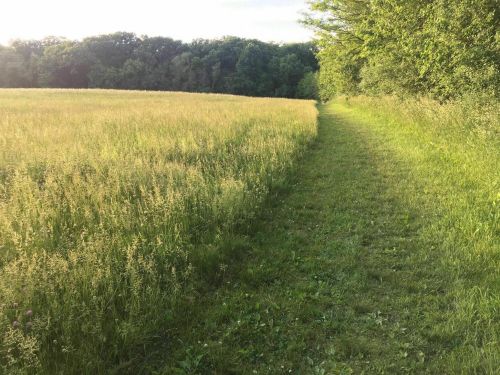 A grassy path winds through a field, bordered by trees under a bright sky.