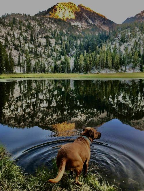 A brown dog stands by a serene lake, surrounded by mountains and trees, with reflections in the water.