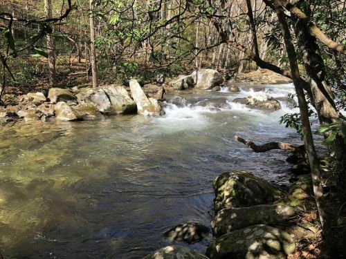 A serene river flows over rocks, surrounded by lush greenery and trees in a peaceful forest setting.