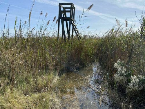 A wooden observation tower stands amidst tall grasses and a small pool of water under a clear blue sky.
