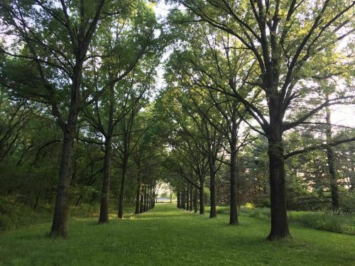 A serene pathway lined with tall trees, leading through a lush green landscape under soft sunlight.