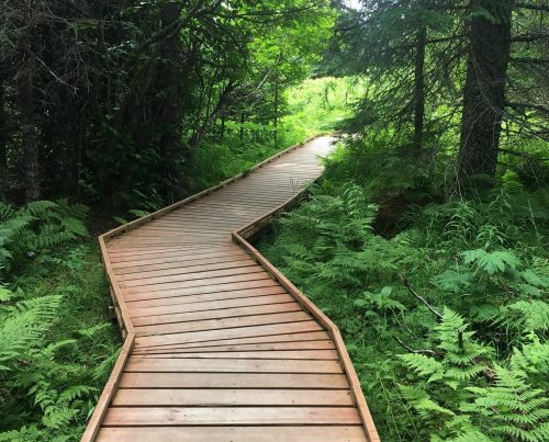A winding wooden boardwalk through lush green foliage and ferns in a forested area.
