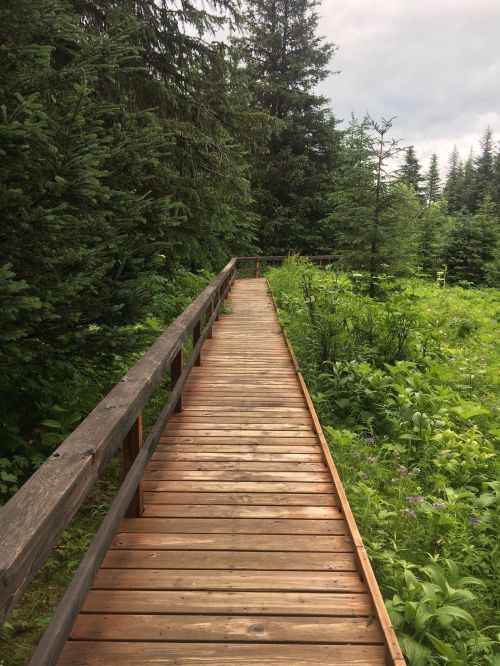 A wooden boardwalk winding through a lush green forest with tall trees and vibrant vegetation on either side.